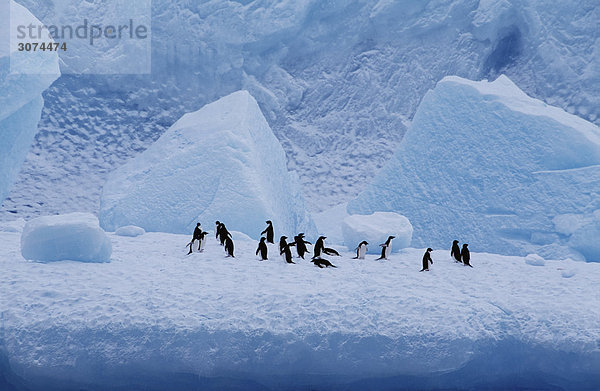 Pinguine am Gletscher