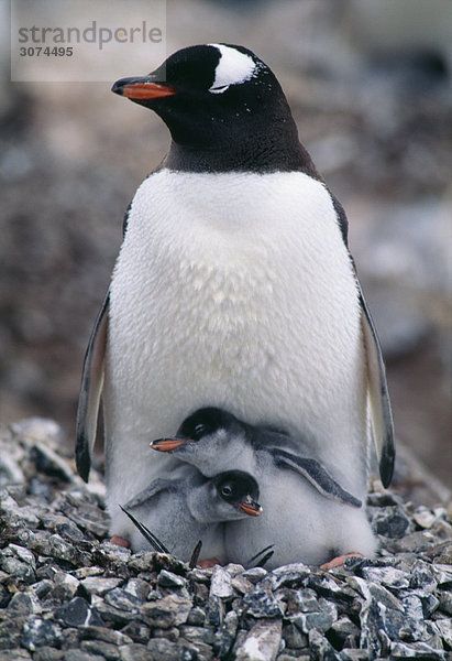 Penguin mit Küken