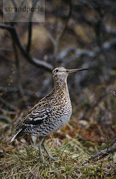 Vogels stehend auf Gras