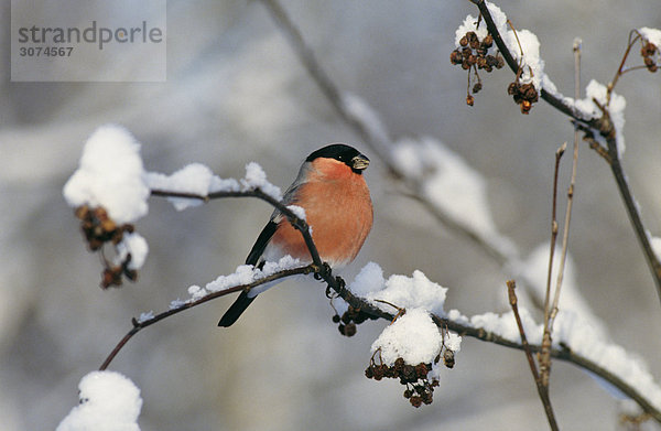 Vogel thront auf Baumniederlassung mit Schnee bedeckt