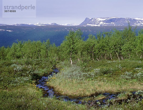 Bäume mit Berg im Hintergrund