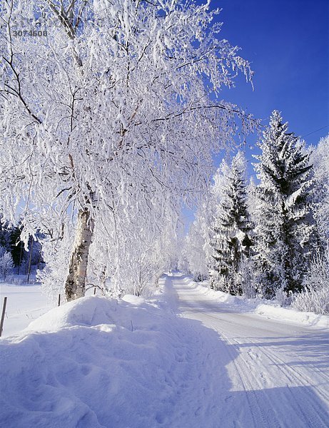 Pfad durch schneebedeckten Bäume