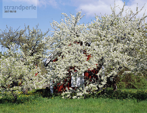 bedecken Blume Baum