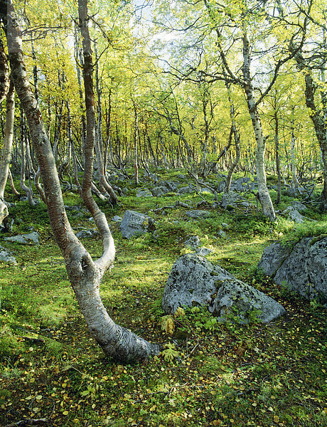 Wald mit Bäumen und Felsen