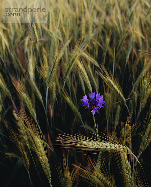 Blumen Sie inmitten Weizen Feld Nahaufnahme
