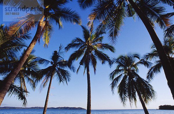 Palmen mit Meer im Hintergrund Untersicht