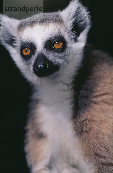 Lemur Nahaufnahme