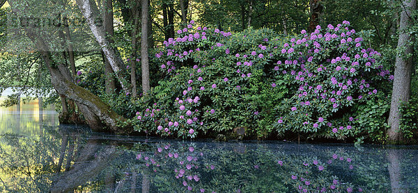 Rhododendron Strauch am Teich.