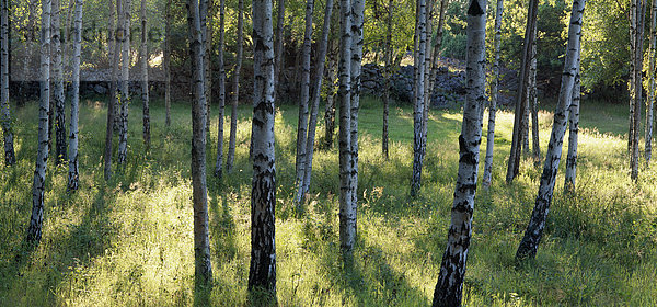 Bircg Wald in den Sommer Blekinge Schweden.