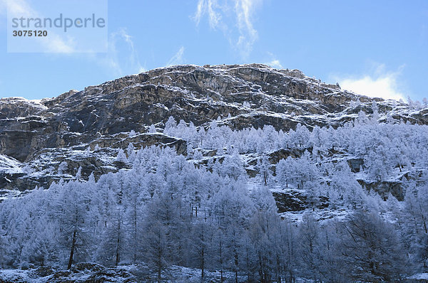 Schneebedeckten Bäume wachsen auf Bergwelt