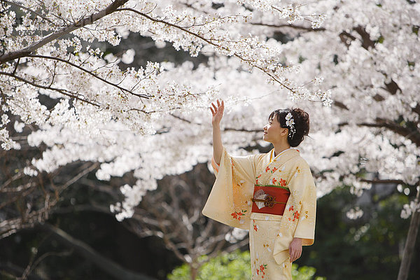 Frau in Kimono berühren Cherry Blossom Blumen