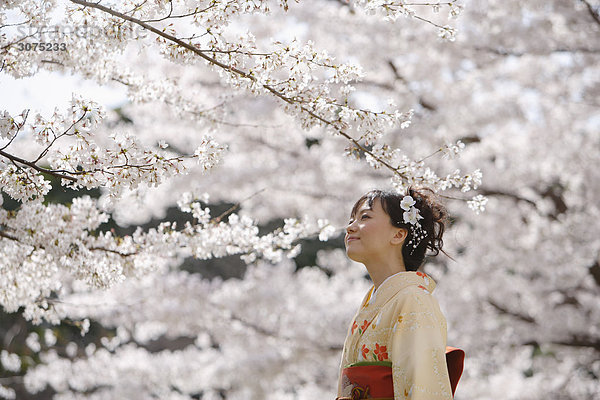 Frau in Kimono betrachten Kirschenblüten