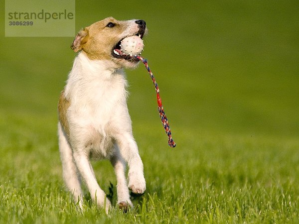 Jack Russel Terrier mit einem Ball im Maul  Frontal