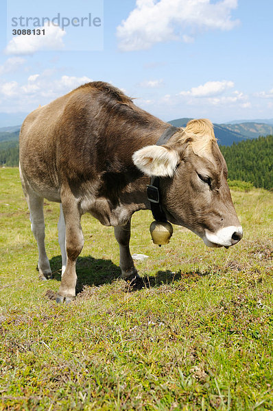 Grasende Kuh  Steiermark  Österreich