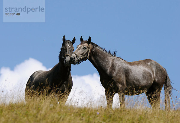 Zwei Pferde auf einer Wiese  Steiermark  Österreich  Flachwinkelansicht