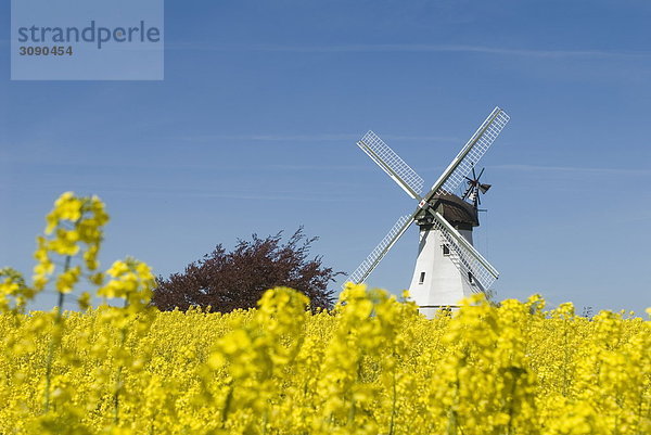 Windmühle  Westerholz  Schleswig-Holstein  Deutschland