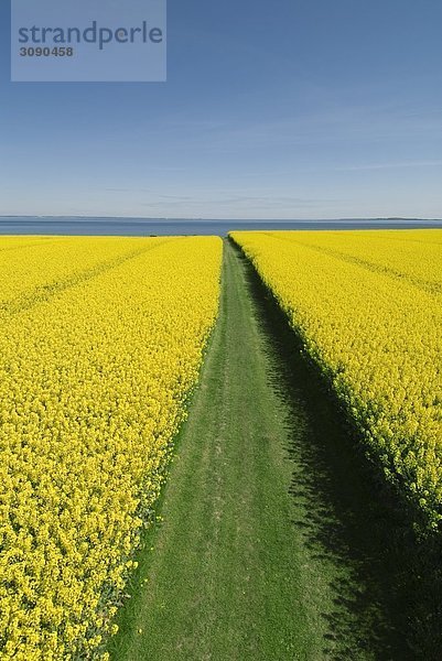 Rapsfeld  Schleswig-Holstein  Deutschland