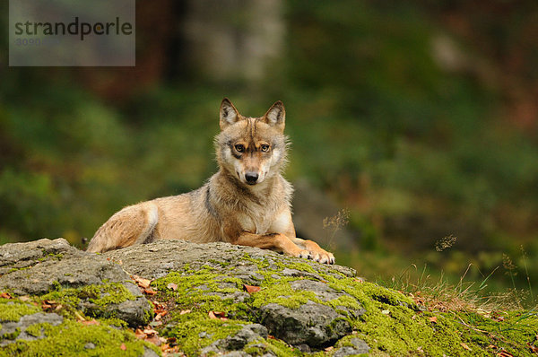 Wolf (Canis lupus) auf Felsen liegend  Bayrischer Wald  Deutschland  Blick in die Kamera