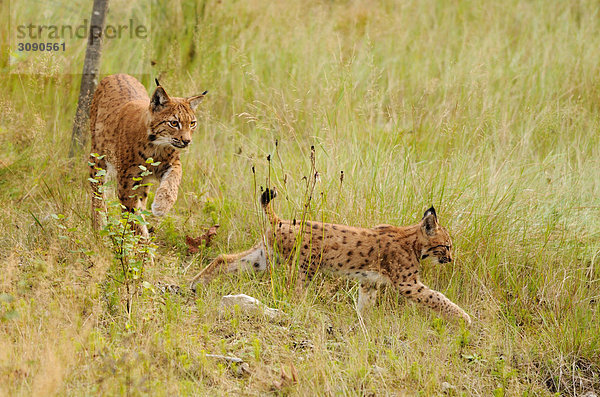 Muttertier und junger Luchs (Lynx lynx) durch hohes Gras streifend  Bayrischer Wald  Deutschland