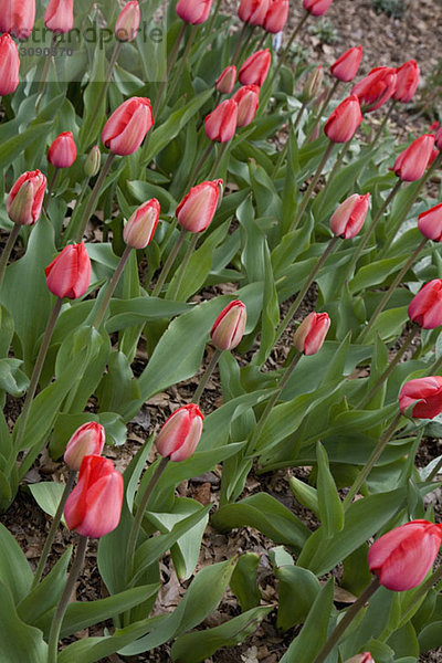 Große Gruppe von Tulpen