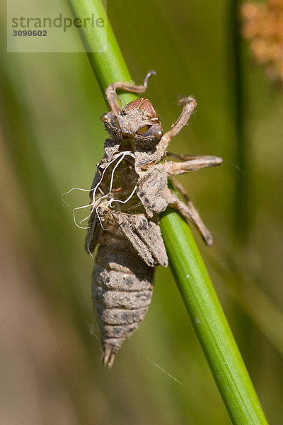 Larvenhülle einer Libelle  close-up