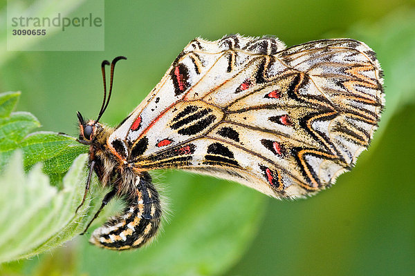 Schmetterling  close-up