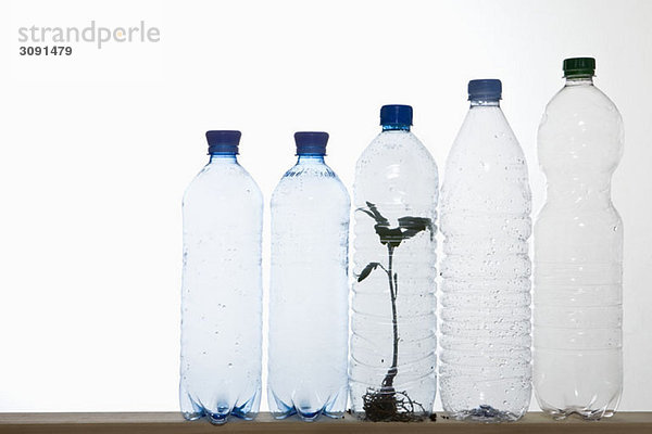Eine Reihe von Plastik-Wasserflaschen mit einem Setzling in einer der Flaschen.