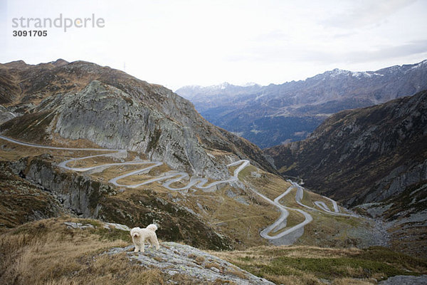 Ein portugiesischer Wasserhund auf dem Gotthardpass  Schweiz