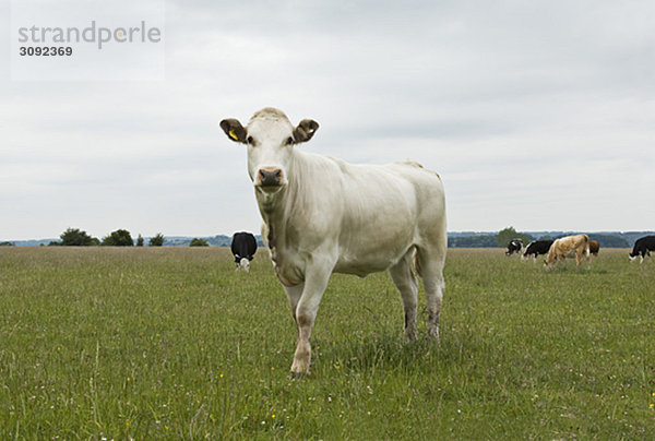 Kuh im Feld