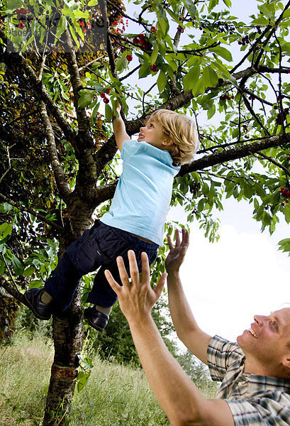 Mann hilft dem Sohn auf den Baum zu klettern