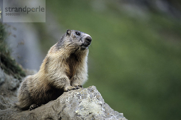 Alpenmurmeltier (Marmota marmota) auf einem Stein  Hohe Tauern-Nationalpark  Österreich  Close-up  Frontal