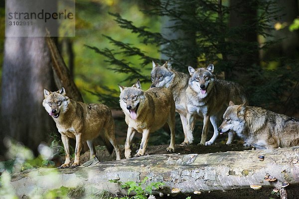 Gruppe von europäischen Wolf (Canis Lupus)  Bayerischer Wald  Deutschland