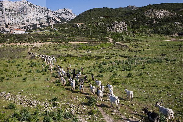 Sardinien  Schafe weiden in den Bereichen