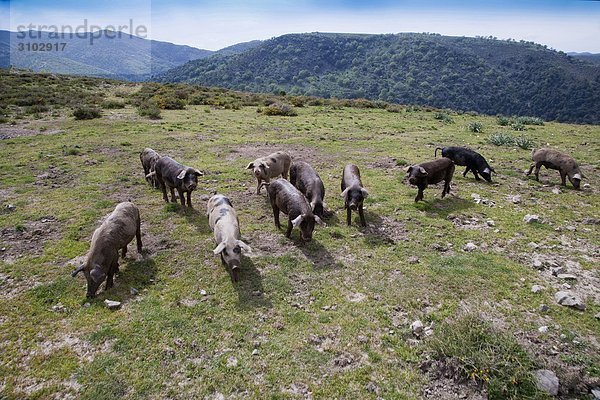 Sardinien  Schafe weiden in den Bereichen des Zeilenbereiches Gennargentu