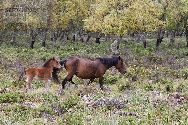 Italien Sardinien