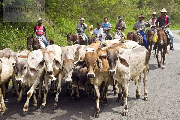 Kuba  El Cobre  Landwirte und Rinder