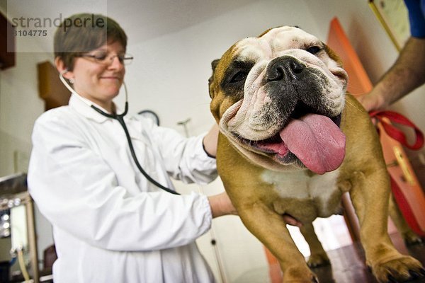 Tierarzt untersucht eine Bulldogge