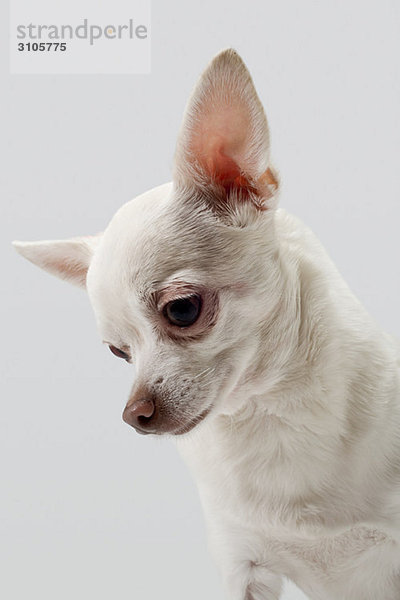 Chihuahua mit Blick nach unten