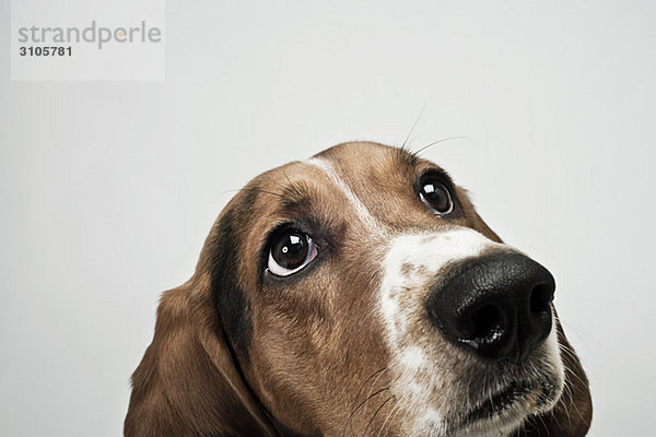Basset-Hund schaut nach oben