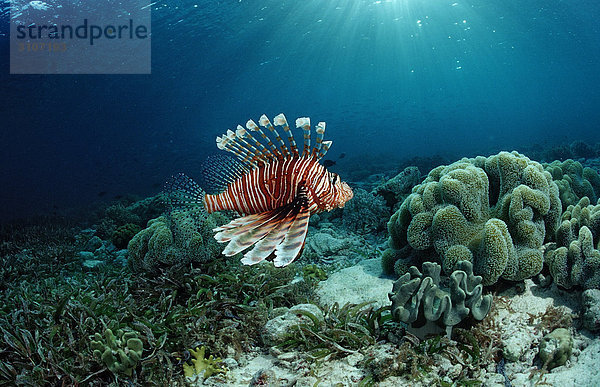 Rotfeuerfisch (Pterois volitans) über Korallenriff  Raja Ampat  Indonesien  Unterwasseraufnahme