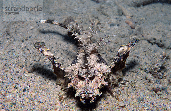 Teufels-Skorpionfisch (Inimicus caledonicus) auf Meeresboden  Papua-Neuguinea  Pazifik  erhöhte Ansicht