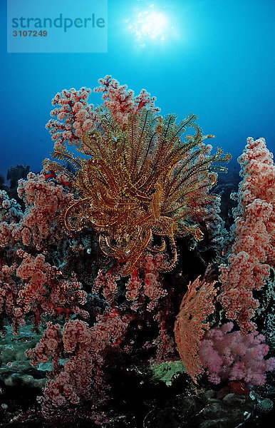 Farbenprächtiges Korallenriff  Sulawesi  Indonesien  Bandasee  Unterwasseraufnahme
