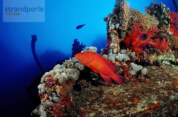 Juwelen-Zackenbarsch (Cephalopholis miniata) in Korallenriff  Brother Islands  Ägypten  Rotes Meer  Seitenansicht