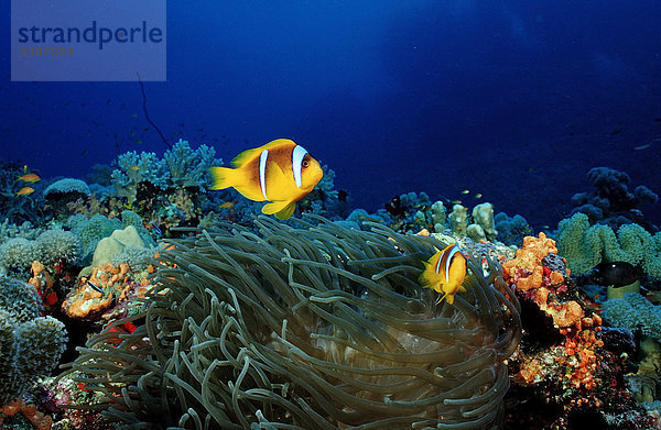 Zwei Rotmeer-Anemonenfische (Amphiprion bicinctus) in Korallenriff  Sudan  Rotes Meer  Unterwasseraufnahme