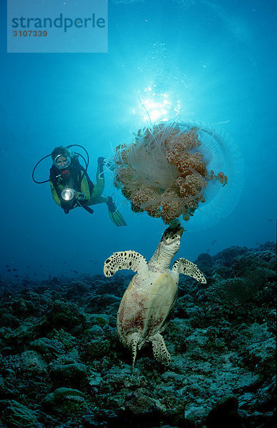 Karretschildkröte (Eretmochelys imbricata) Qualle fressend und Taucher  Ari-Atoll  Malediven  Indischer Ozean  Unterwasseraufnahme