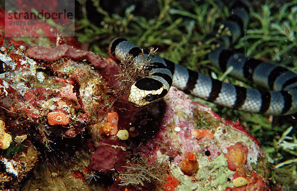 Gebänderte Gelblippen-Seeschlange (Laticauda colubrina)  Sulawesi  Indonesien