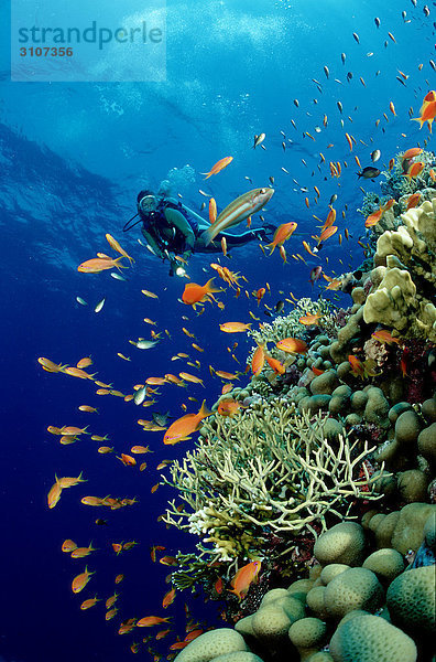 Taucher in Korallenriff  Sinai  Ägypten  Rotes Meer  Unterwasseraufnahme Unterwasseraufnahme