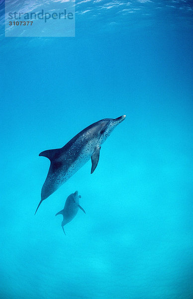 Zwei Atlantische Fleckendelfine (Stenella frontalis) Richtung Wasseroberfläche schwimmend  Bahamas  Westindische Inseln  Seitenansicht