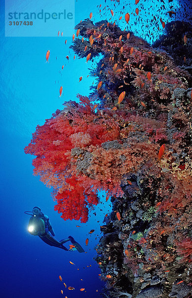 Taucher in Korallenriff mit roten Weichkorallen  Rocky Island  Rotes Meer  Ägypten