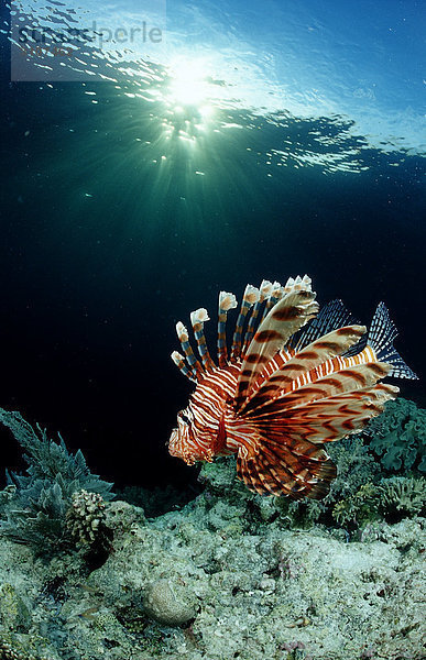 Rotfeuerfisch (Pterois volitans) in Korallenriff  Sulawesi  Indonesien  Bandasee  Unterwasseraufnahme
